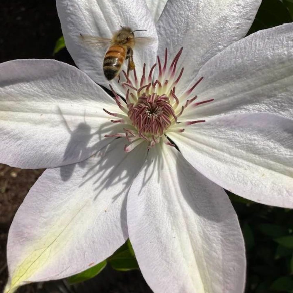 Meet your Posher, Janet